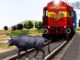 the train collided with the bull