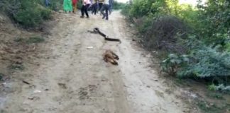 battle of snake python and monkey