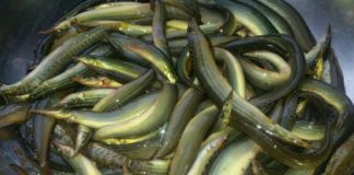 Japan's most expensive eel fish