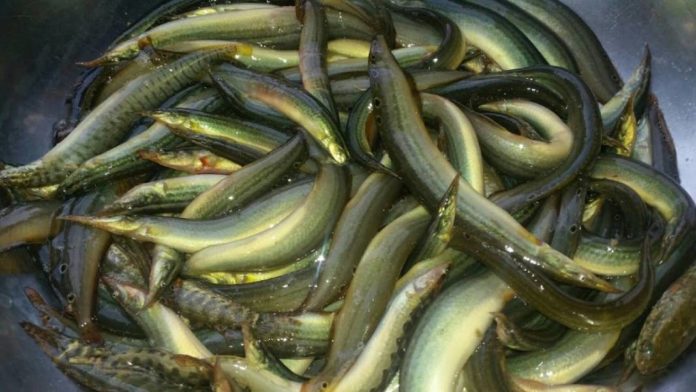 Japan's most expensive eel fish
