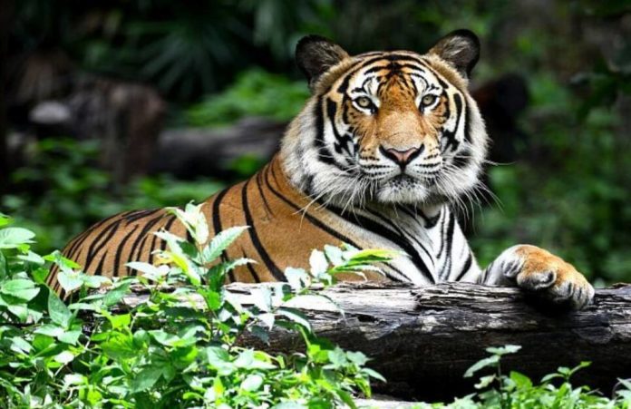 international tiger day