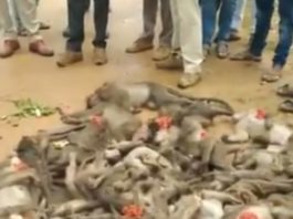 sixty monkeys found dead